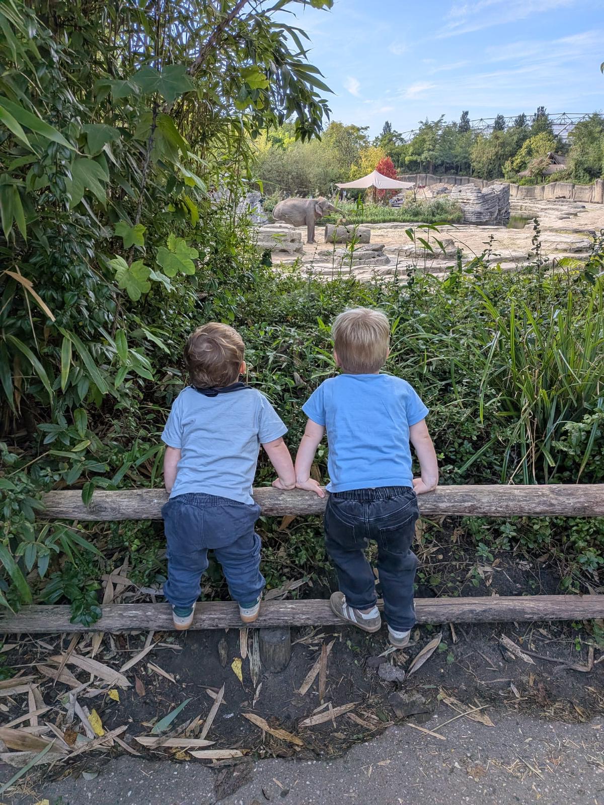 Olifanten kijken in de dierentuin van Emmen